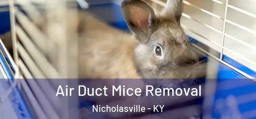 Air Duct Mice Removal Nicholasville - KY